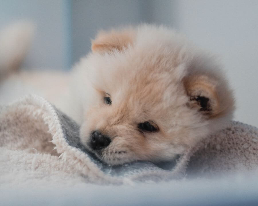 puppy laying on bed