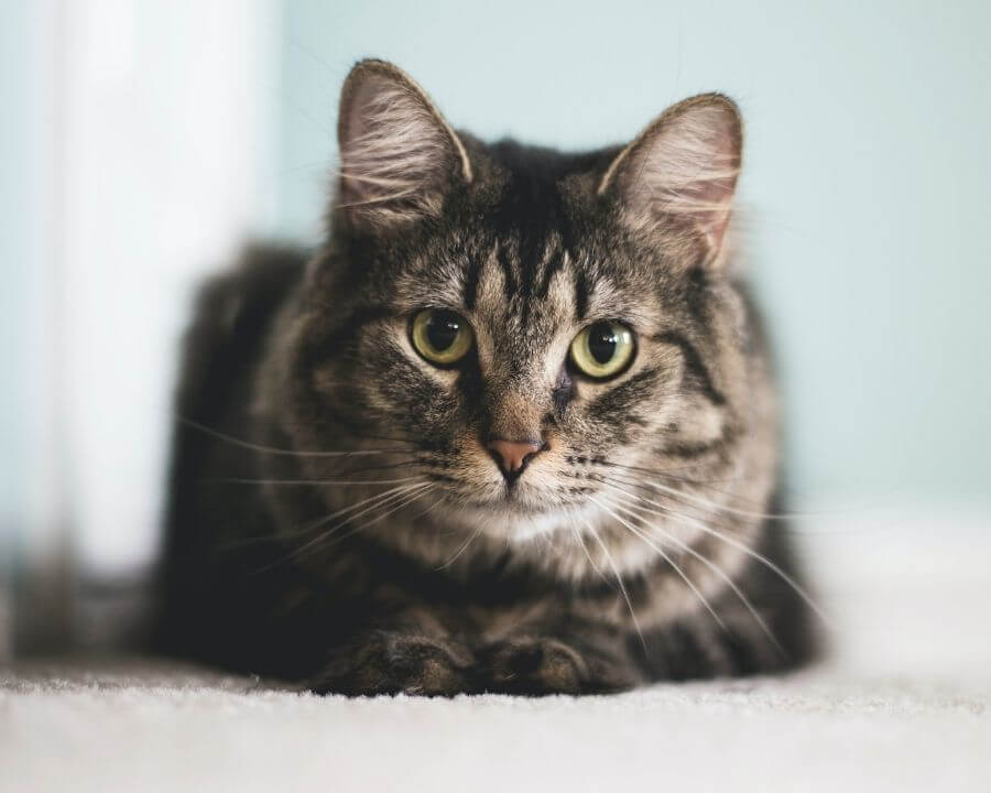 cat laying on carpet
