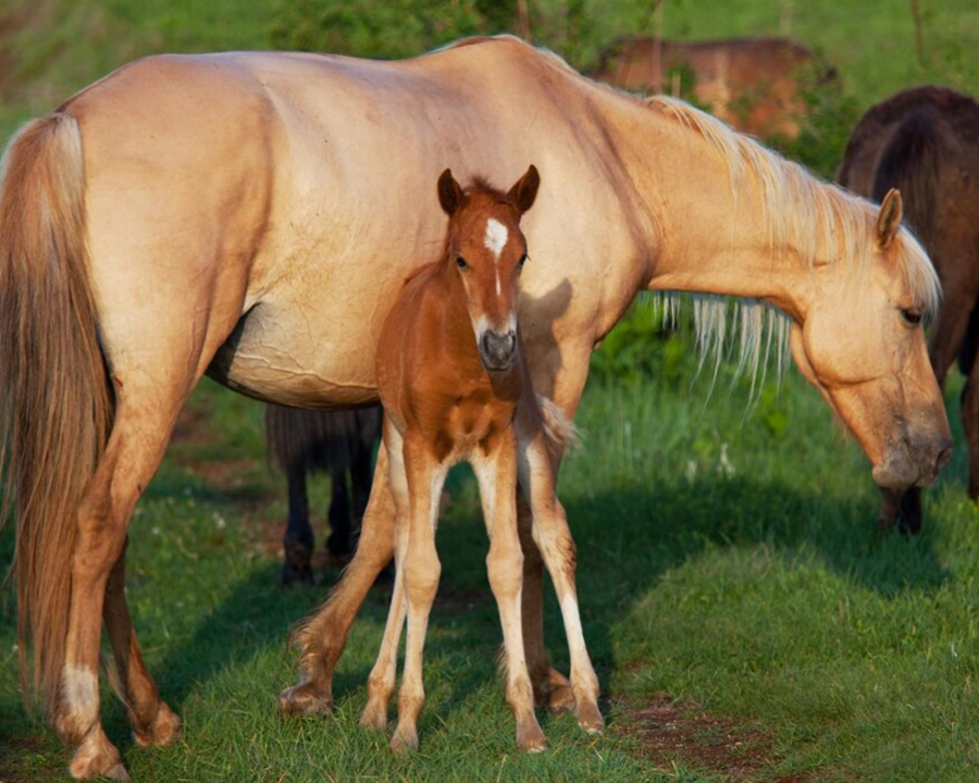 horse with baby