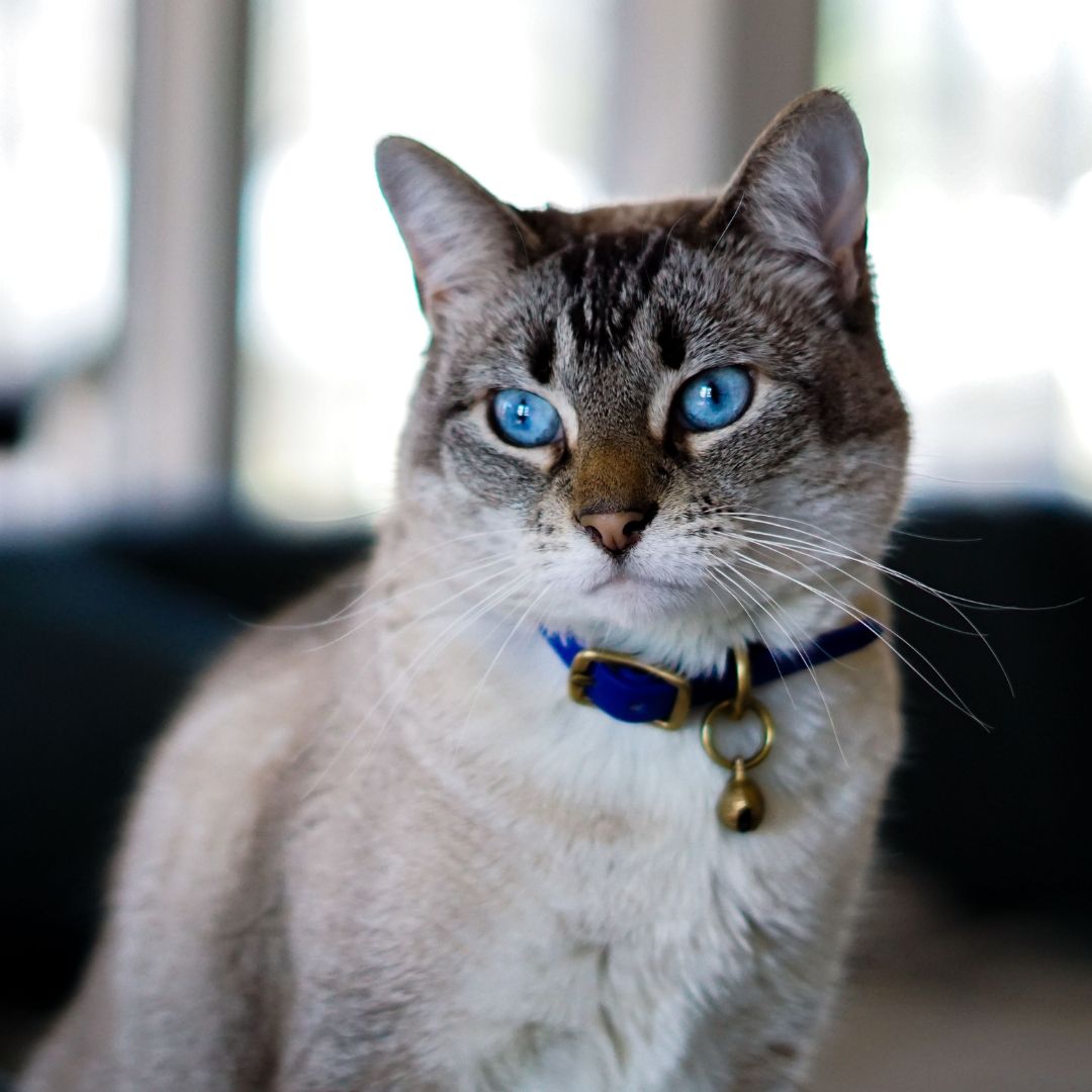 Blue eyes cat