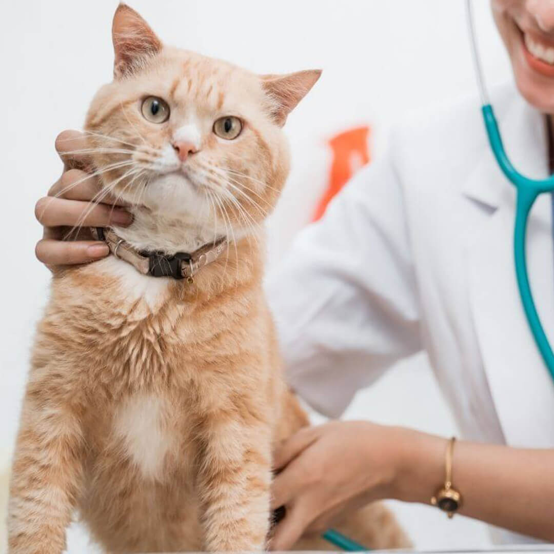 A vet examines a cat