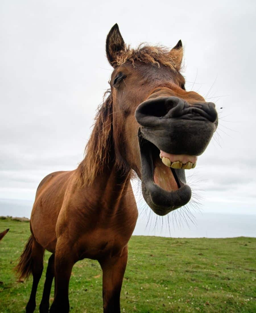 A horse with an open mouth