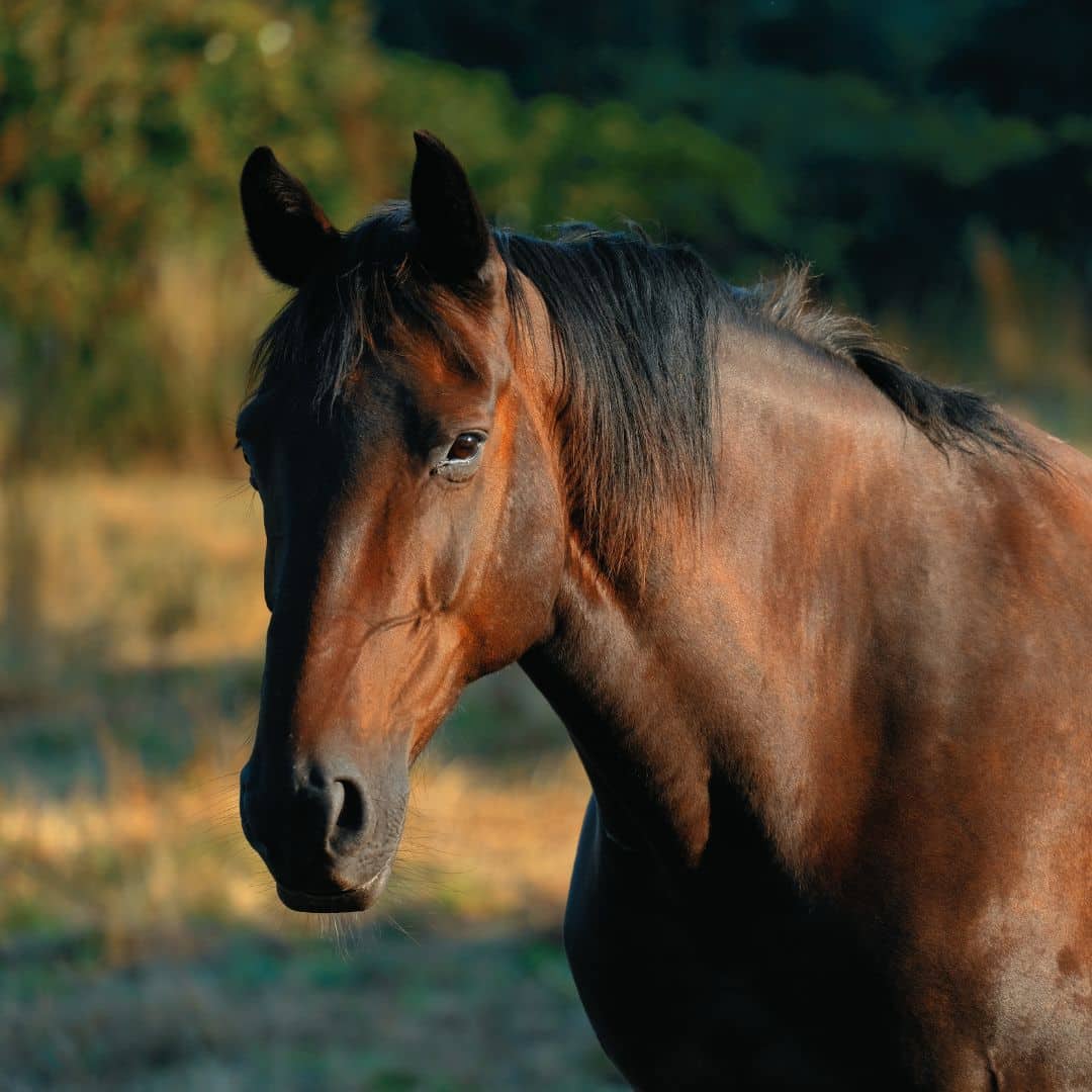 A horse standing in a lush green field