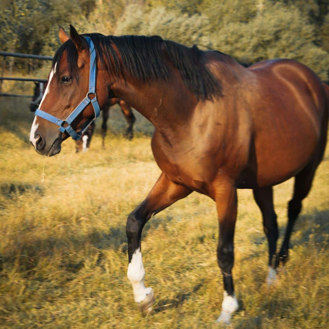 A woman gently pets a horse