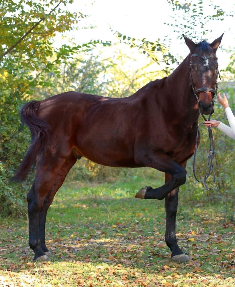 A woman gently pets a horse
