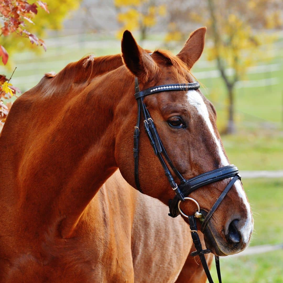 A horse wearing a bridle