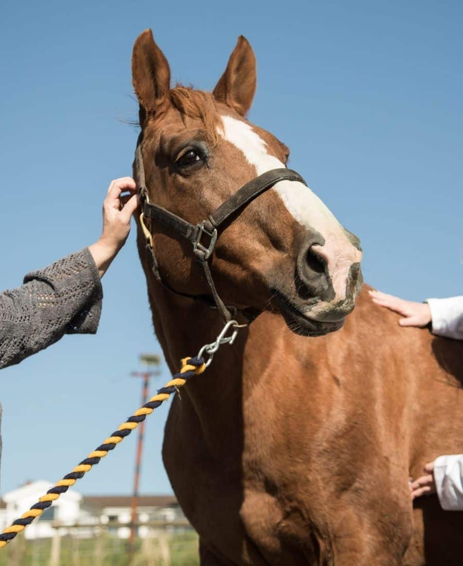 A woman is seen petting a horse