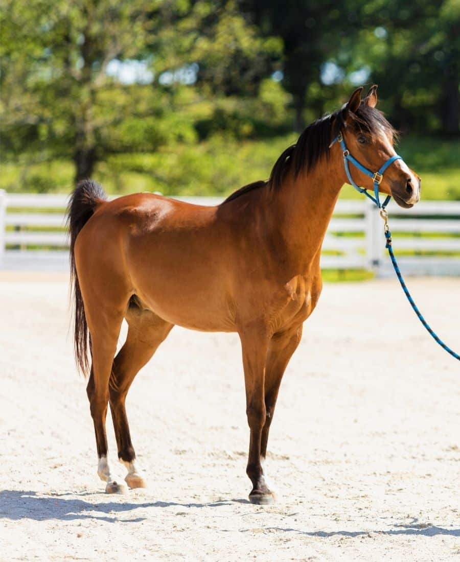 A horse stands in an arena