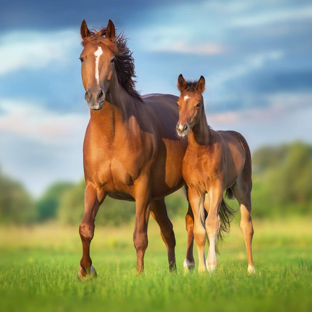 A horse and foal stand together in field