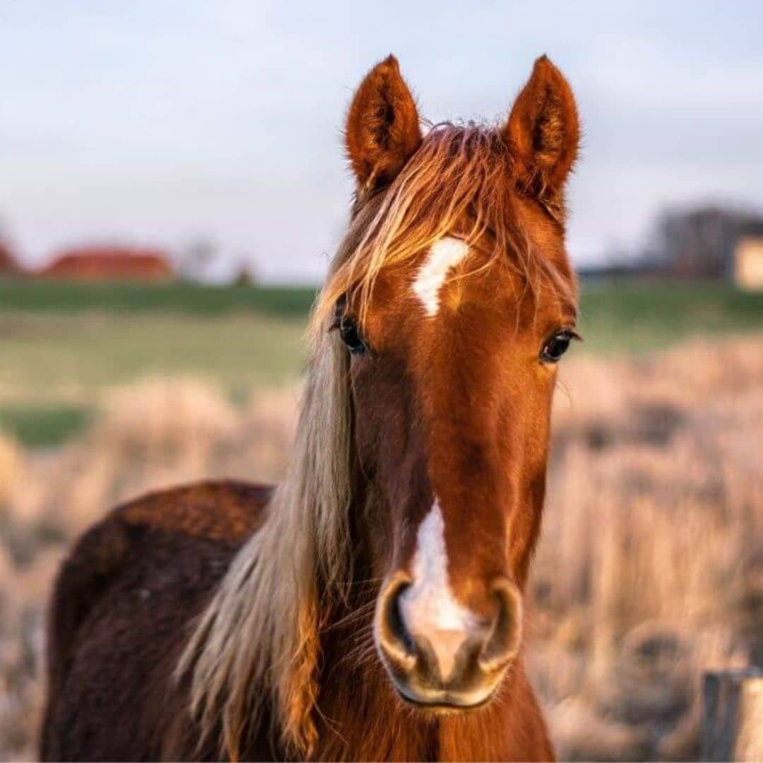 A horse stands in a sunny field