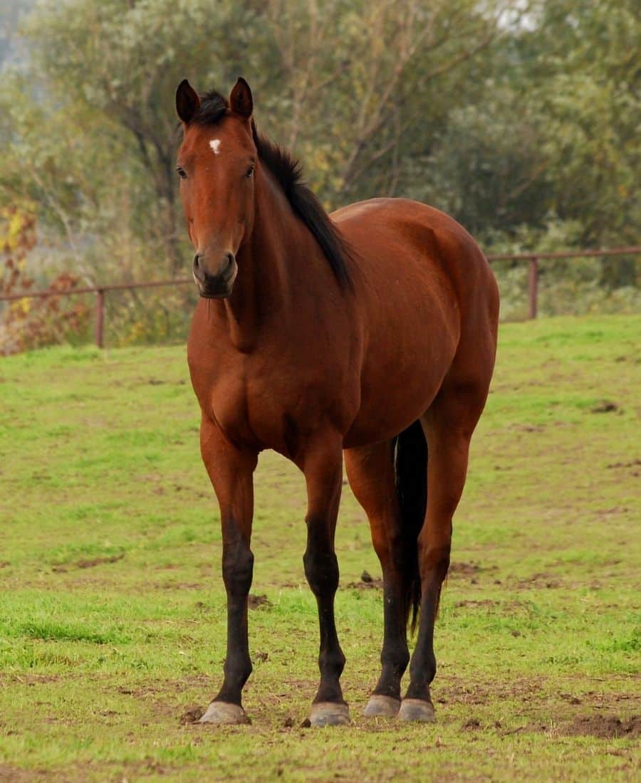 A horse standing gracefully in a lush green field