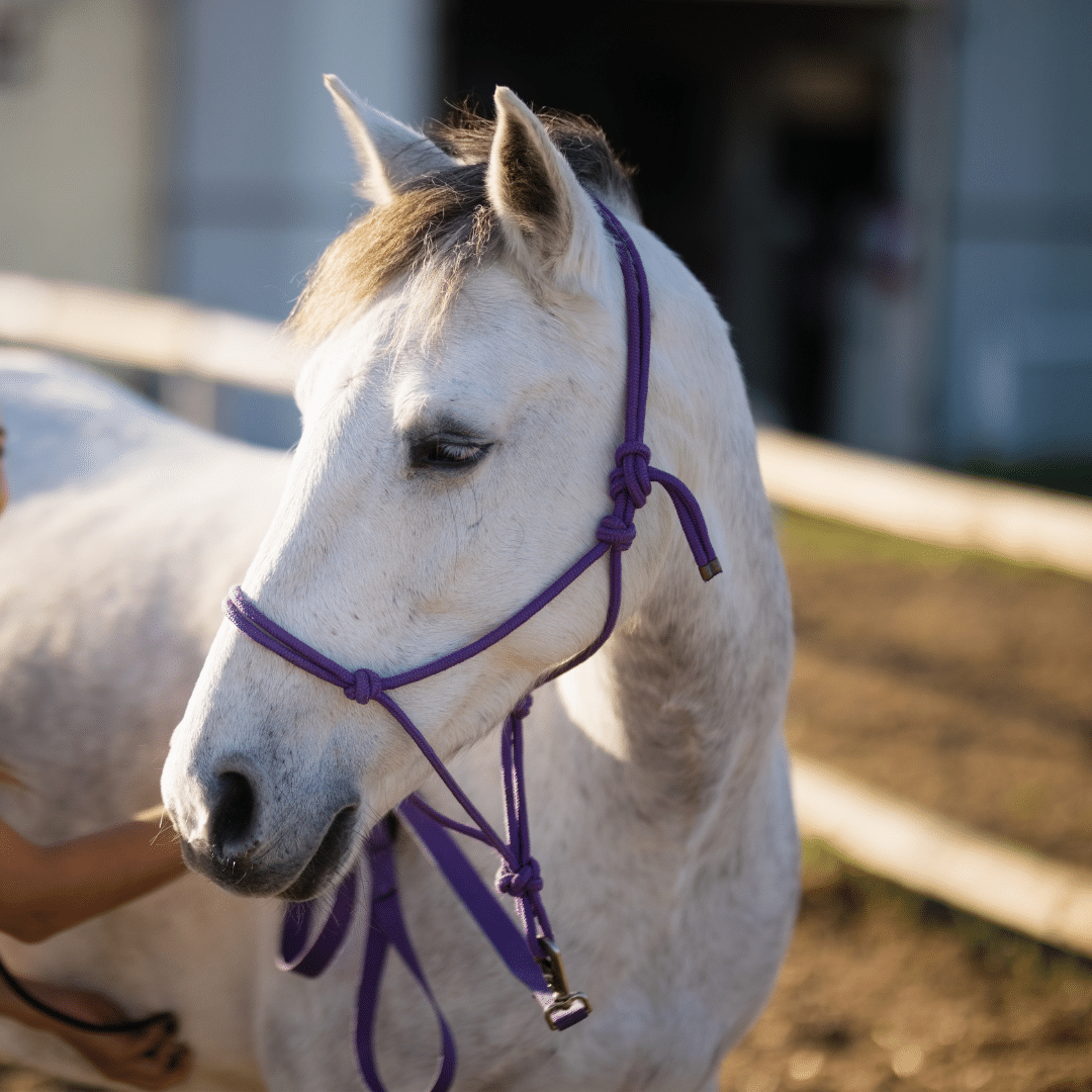 Veterinarian examining the horse