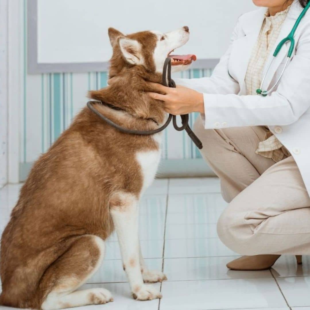 A woman in a white coat is examining a dog