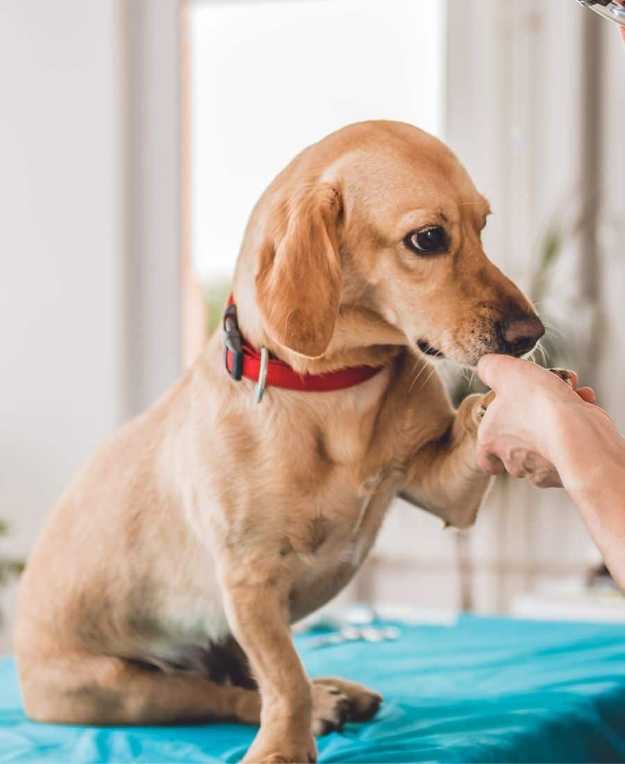 A veterinarian examines a dog