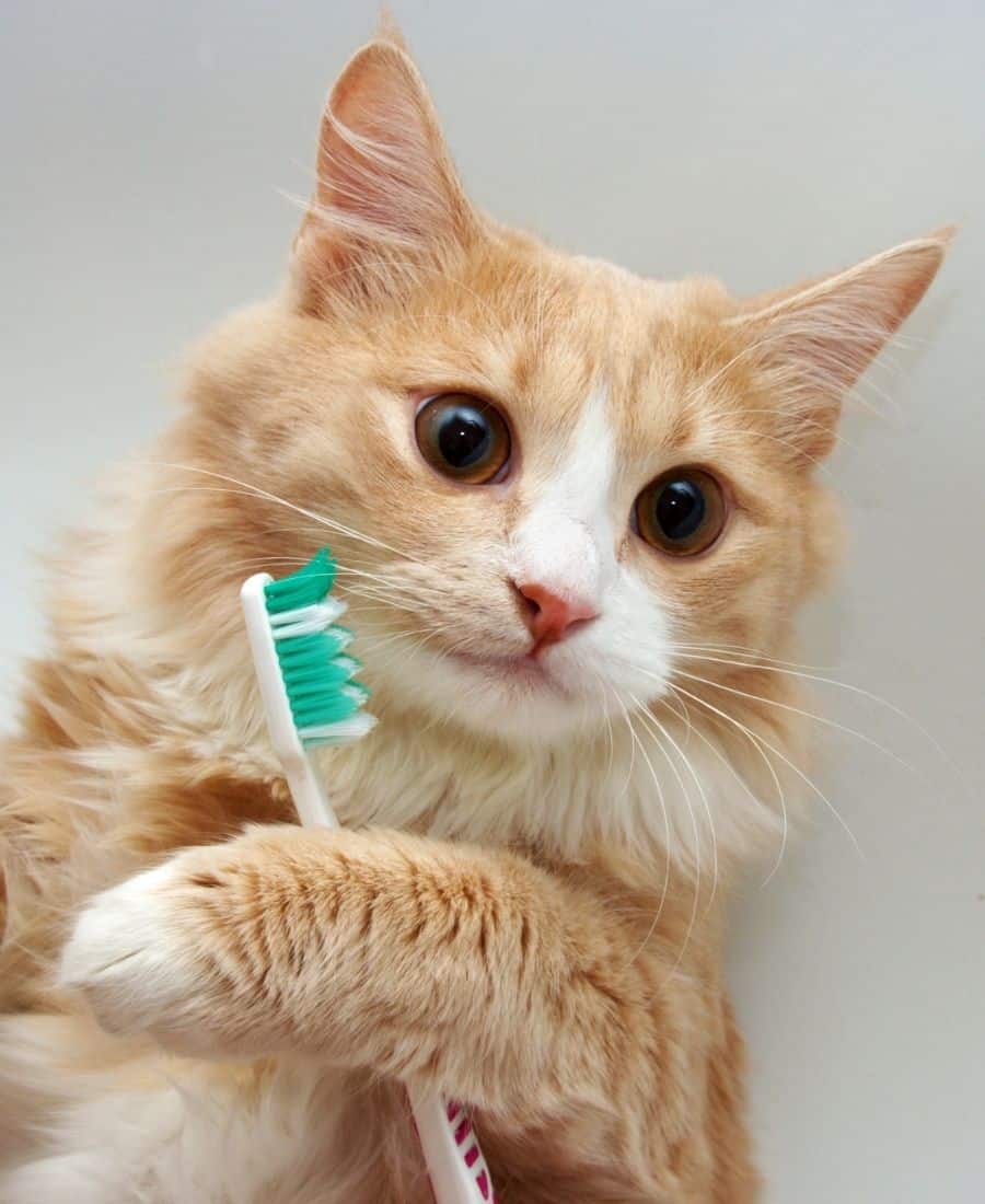 Red cat with toothbrush