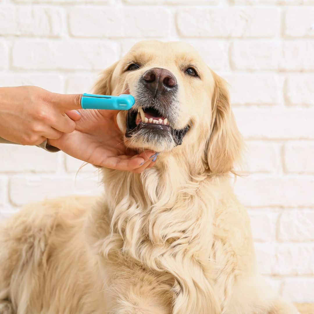 brushing teeth of cute dog