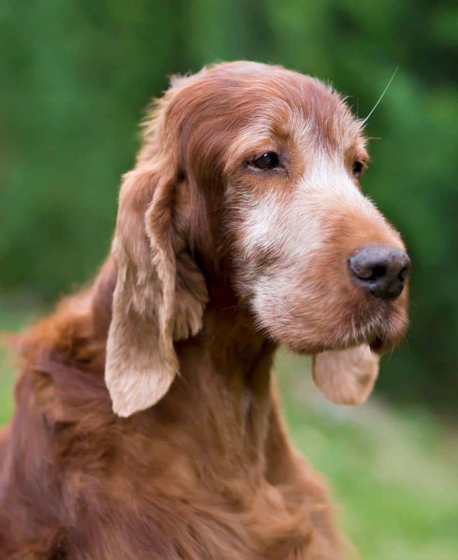 A dog sitting in a grassy area