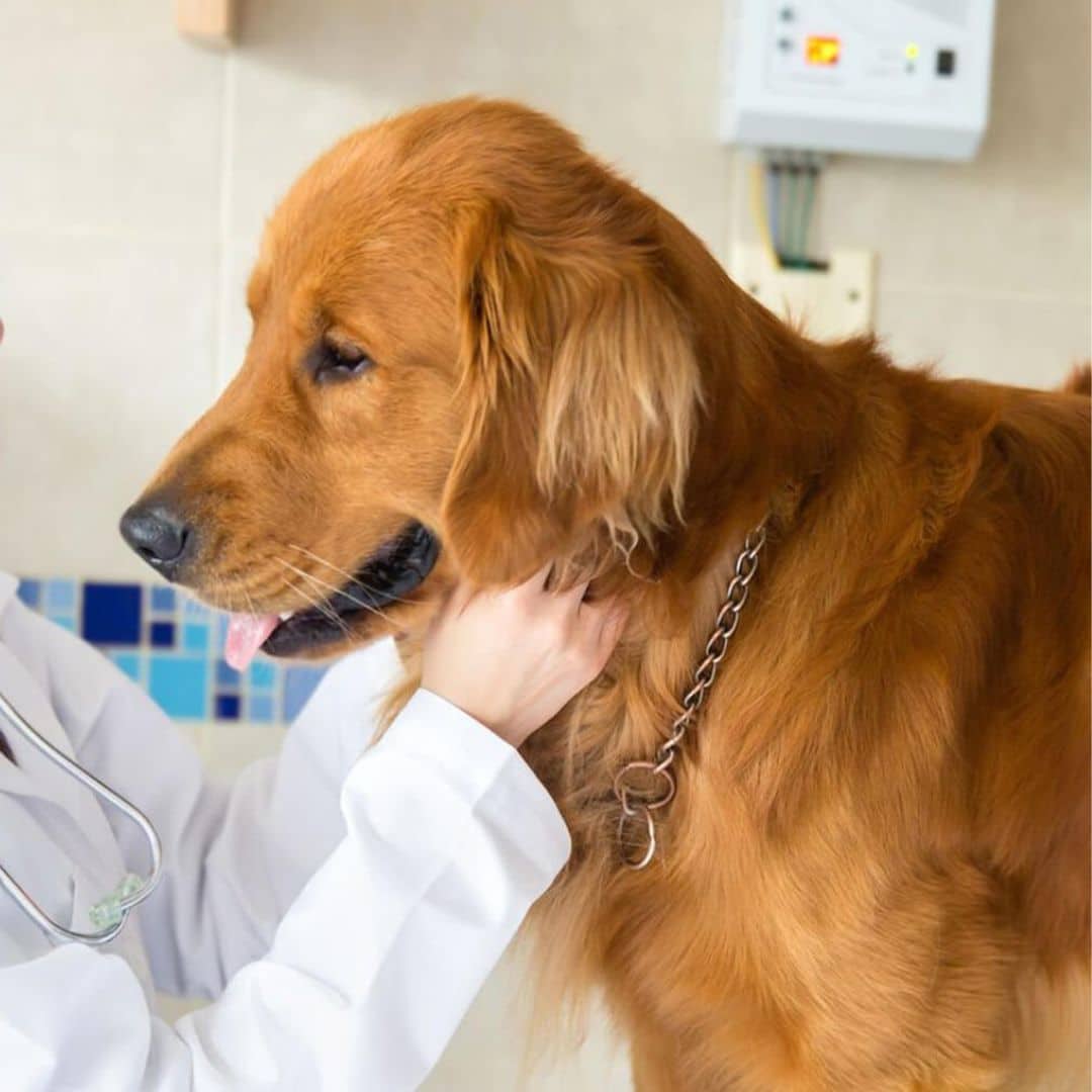 A vet examines a dog