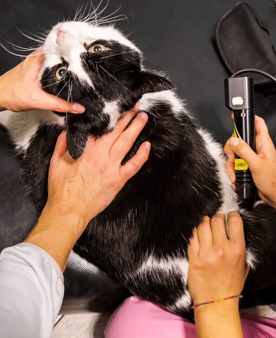 Veterinarian laser therapy to a cat