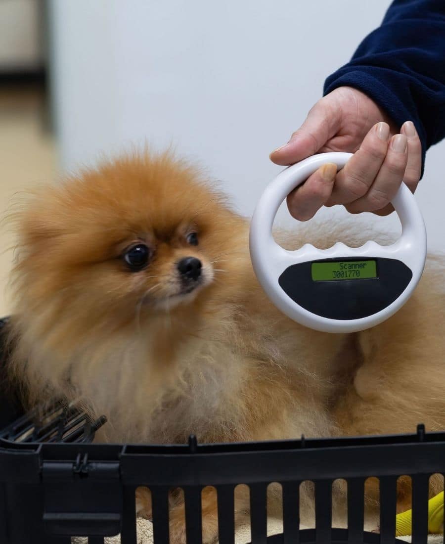 Veterinarian checking dog's microchip implant