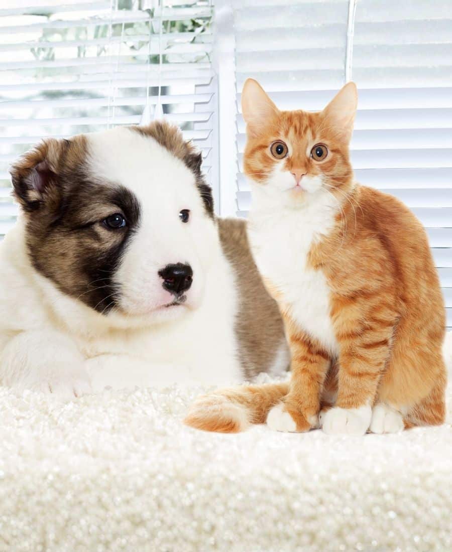 A cat and a dog sitting together on carpet
