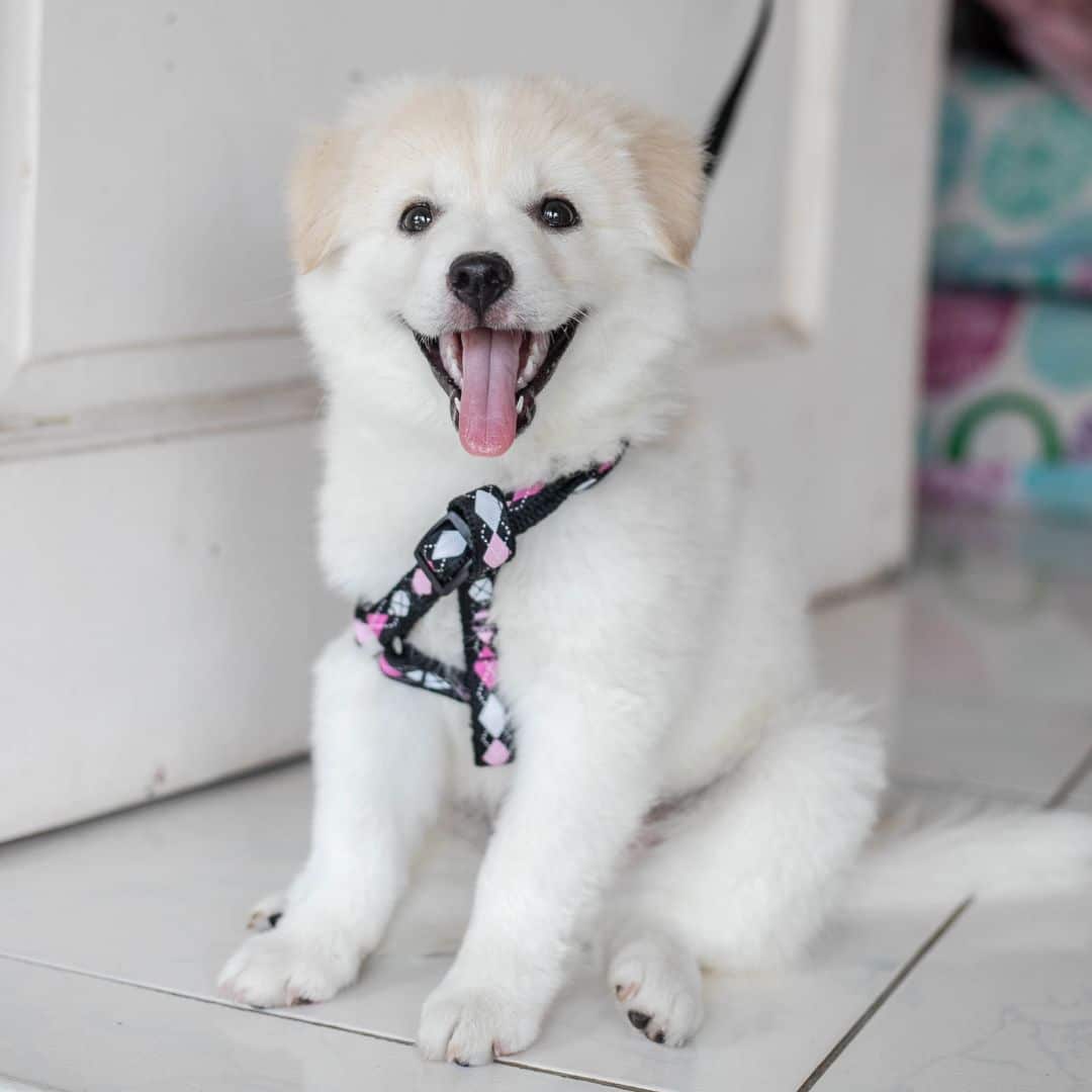 cat sitting on couch
