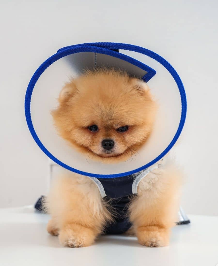 A dog wearing a protective cone