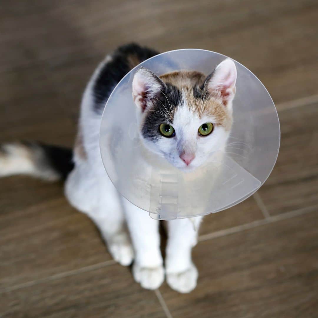 Cat wearing a cone
