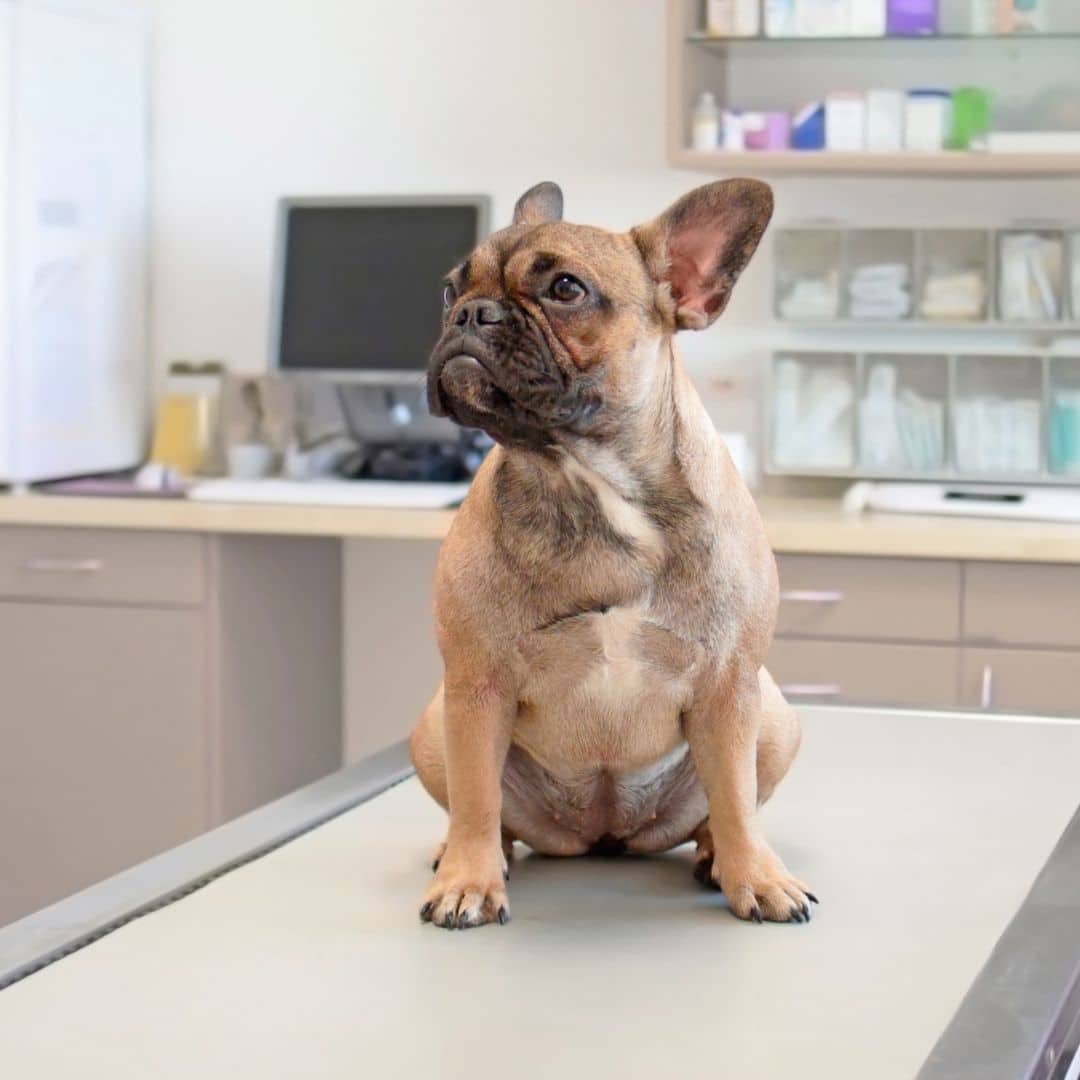 A dog sitting on a table