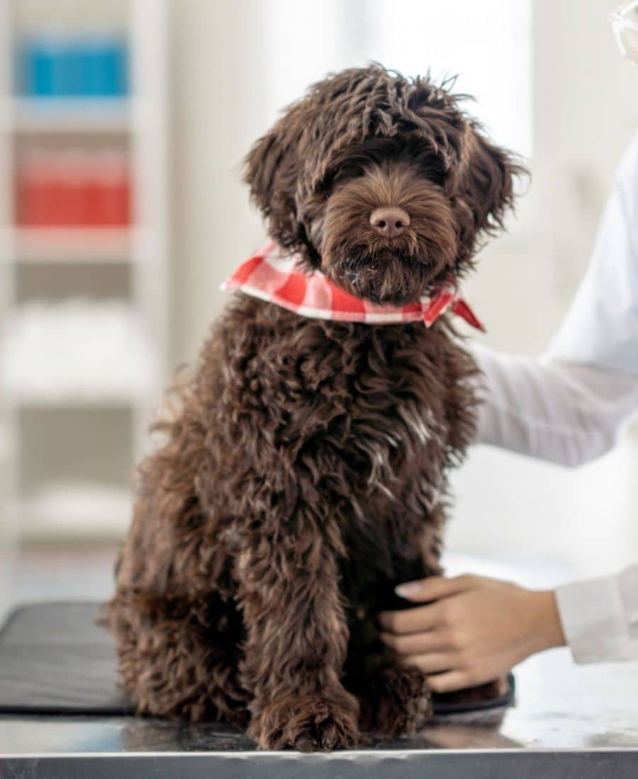 A woman gently pets a brown dog