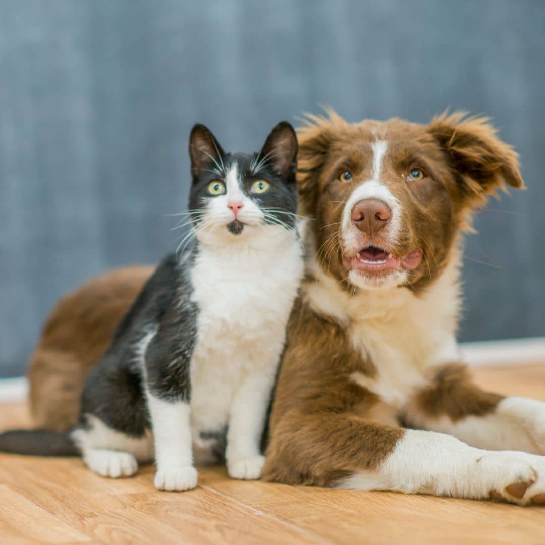 A dog and a cat sitting together on the floor