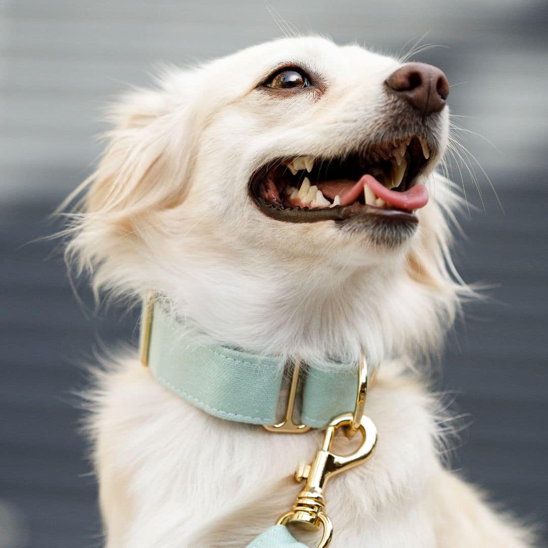 Happy dog wearing collar
