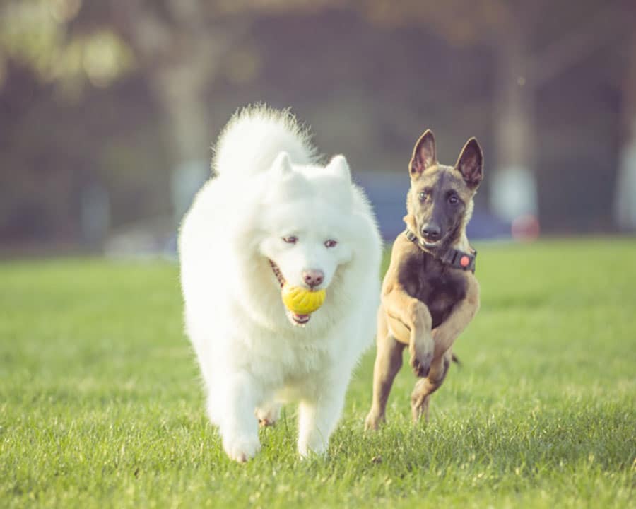 dogs playing on the grass