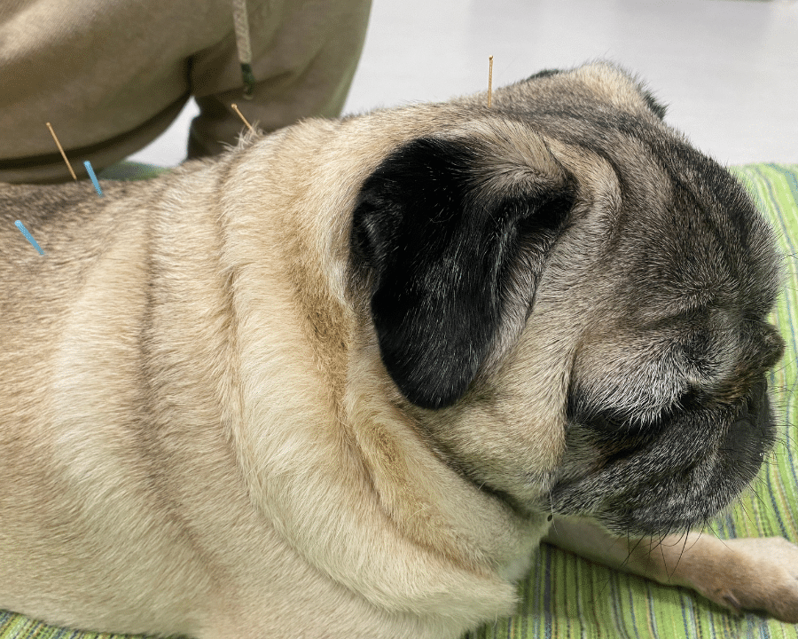 A woman in a white coat is examining a dog